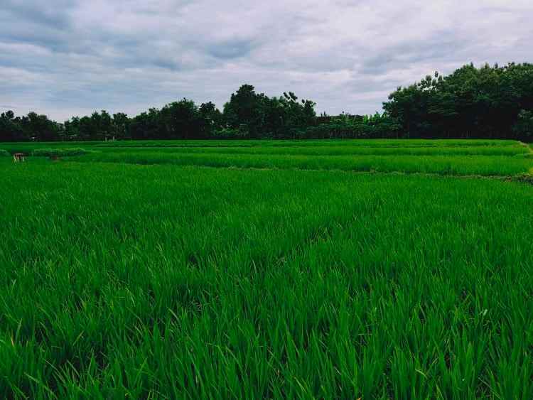 tanah kedawung sragen jawa