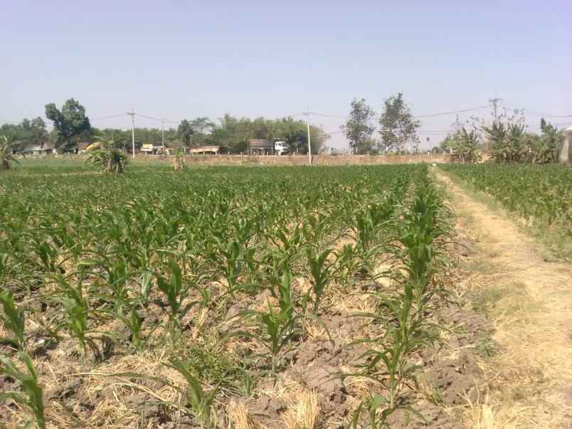 tanah kemlagi mojokerto