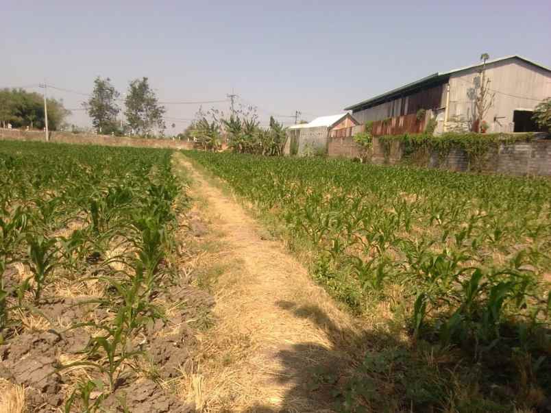 tanah kemlagi mojokerto