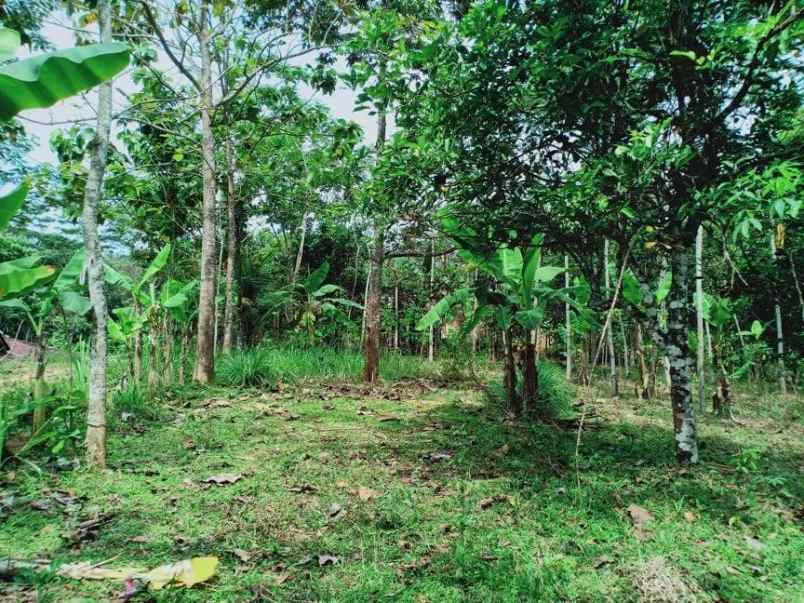 tanah mojogedang karanganyar