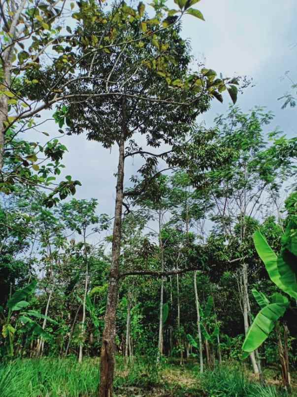 tanah mojogedang karanganyar