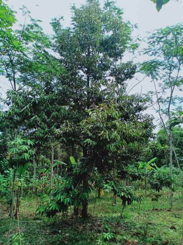 tanah mojogedang karanganyar