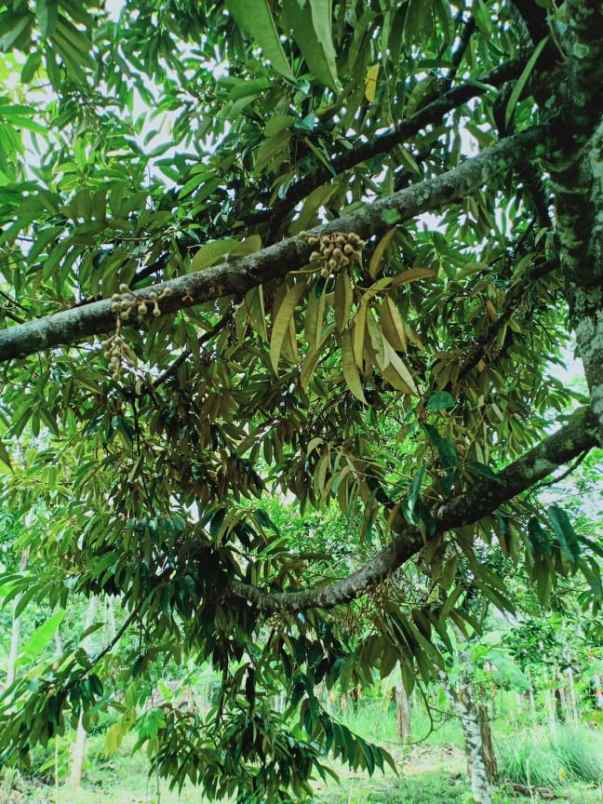 tanah mojogedang karanganyar