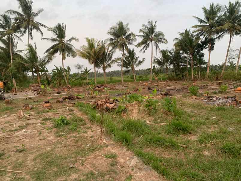 tanah murah kulonprogo di tawangsari cocok hunian