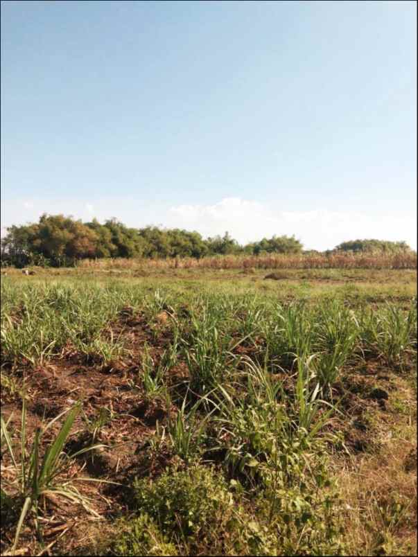 tanah ngareskidul gedeg mojokerto