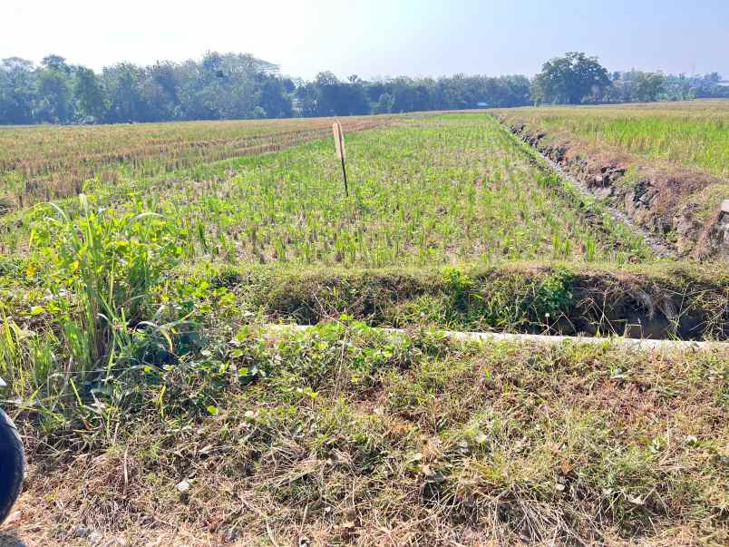 tanah subur 1191m 300 juta kedawung sragen