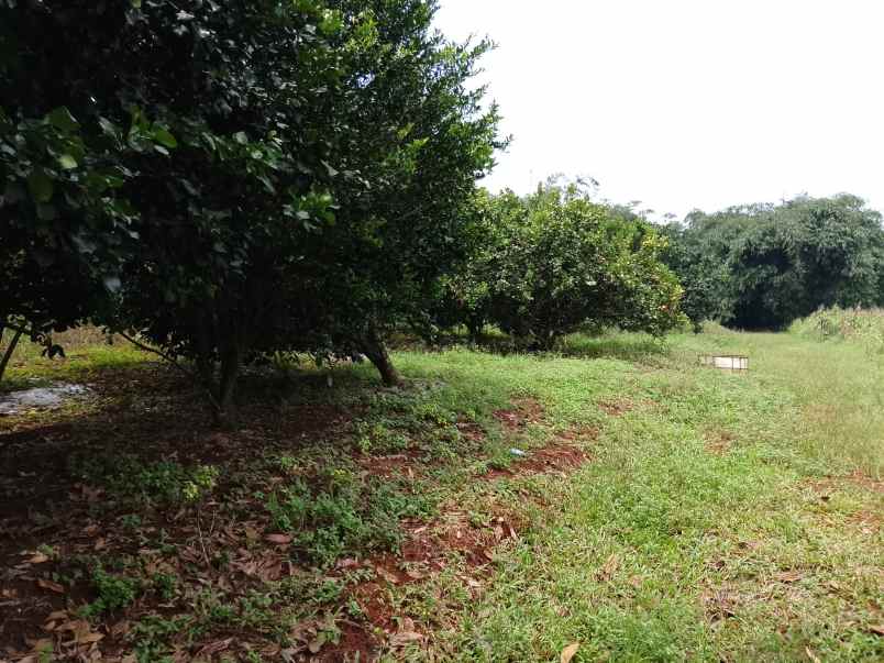 vila kebun jeruk produktif subang jawa barat