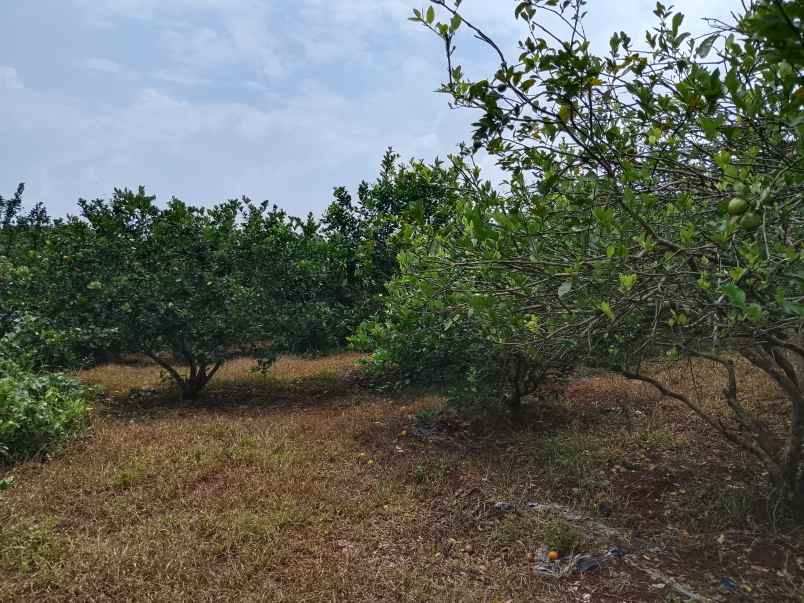 vila kebun jeruk produktif subang jawa barat