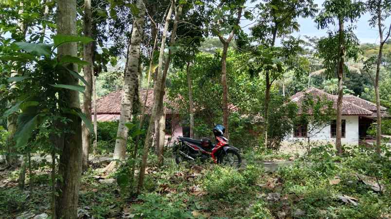 dekat spbu dan tugu pensil sentolo kulonprogo