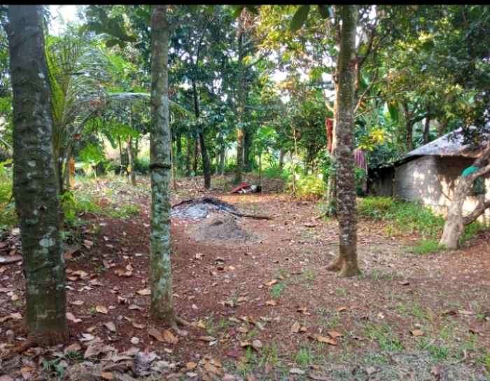 dijual murah tanah di kalisuren tajur halang bogor