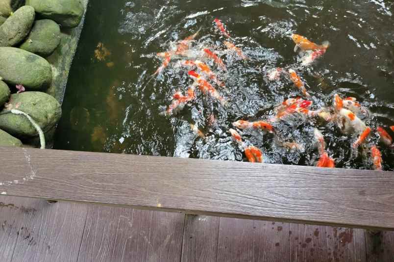 dijual rumah mewah serasa villa di jagakarsa