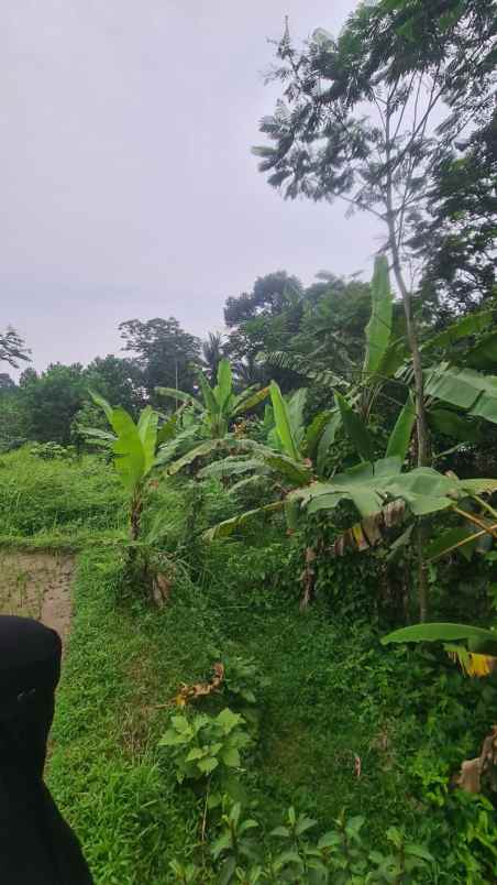 dijual segera tanah shm cocok untuk kebun rumah