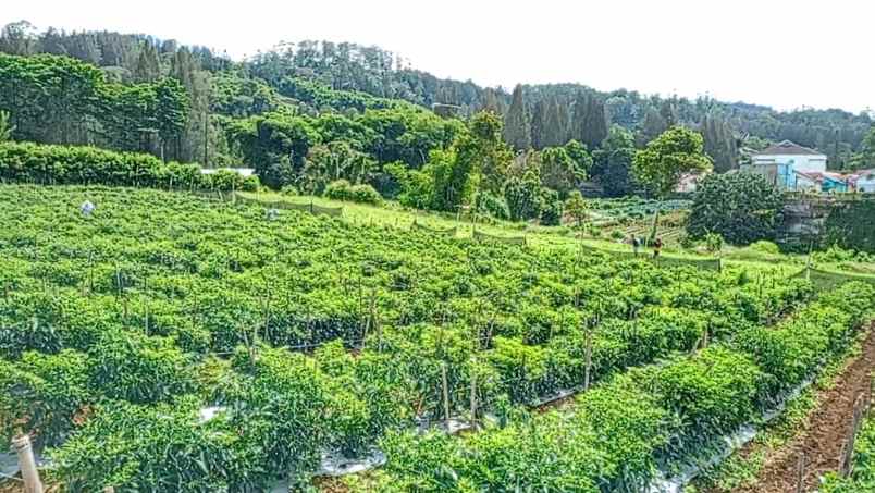 dijual tanah berastagi peceren