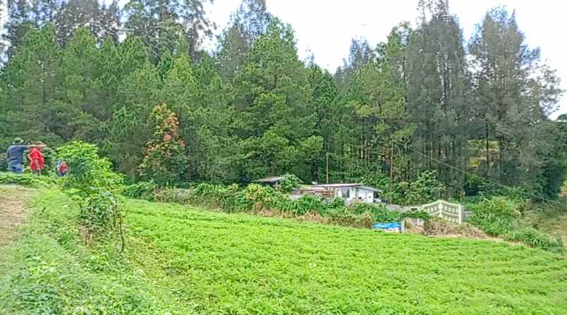 dijual tanah berastagi peceren