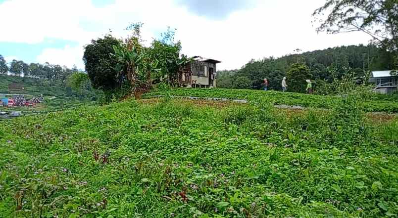dijual tanah berastagi peceren