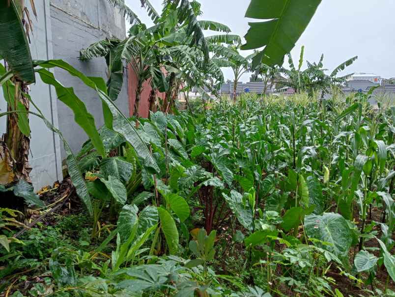 dijual tanah jalan nangka 2