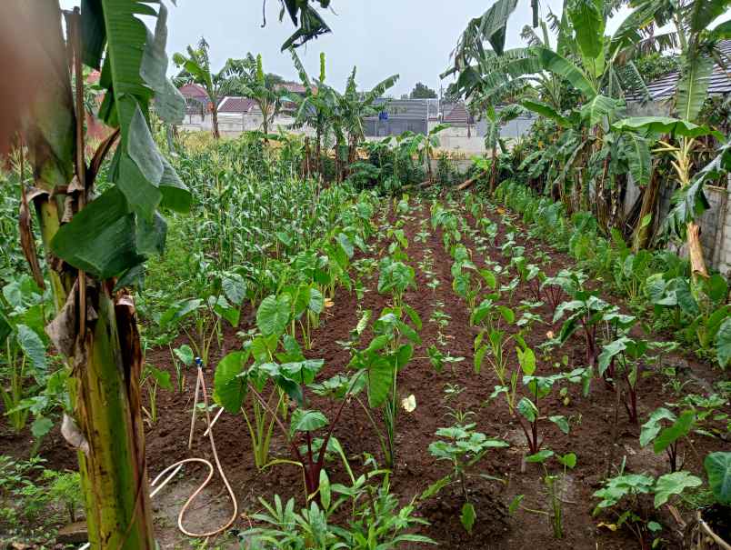 dijual tanah jalan nangka 2