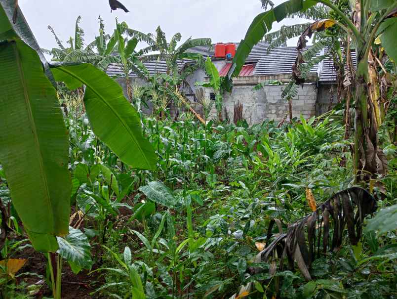 dijual tanah jalan nangka 2