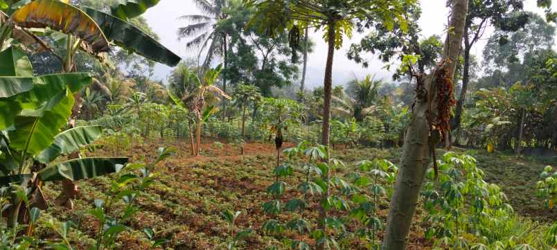 dijual tanah jl cikopo sel gadog kec