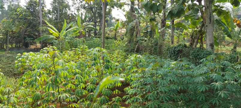 dijual tanah jl cikopo sel gadog kec