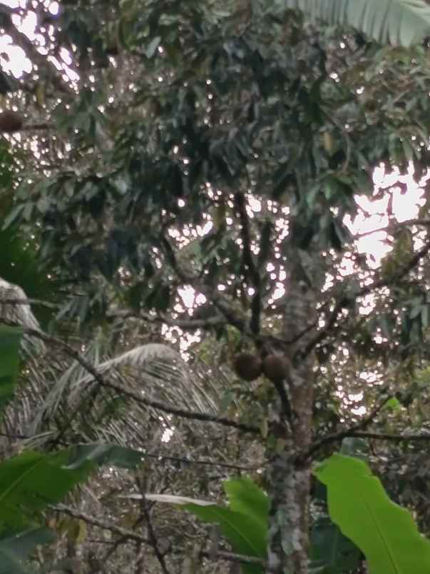 dijual tanah kebun 68 9 are jatiluwih penebel tabanan
