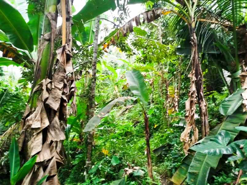 dijual tanah kebun 68 9 are jatiluwih penebel tabanan