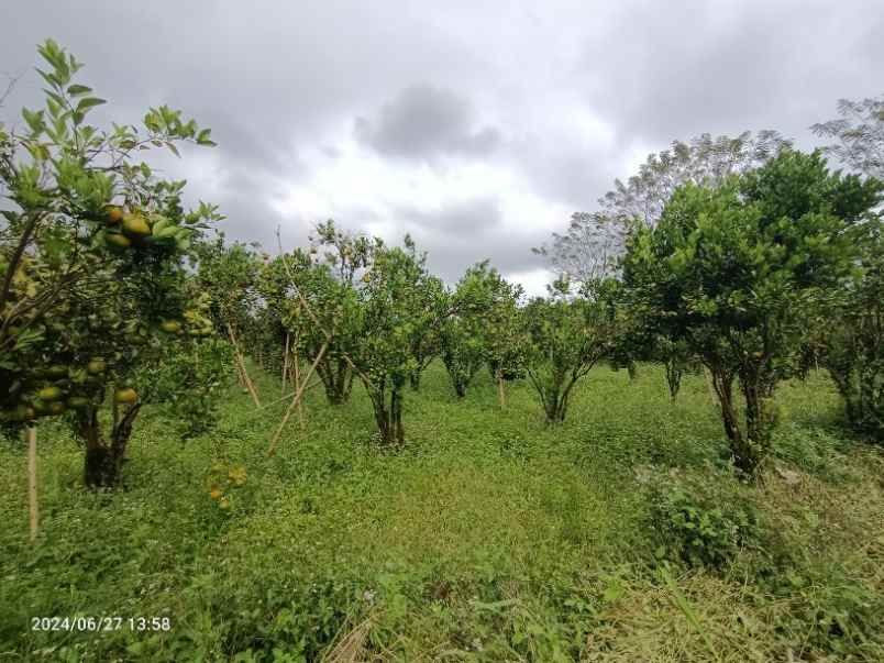 dijual tanah kintamani bangli bali