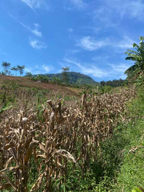 dijual tanah nagreg
