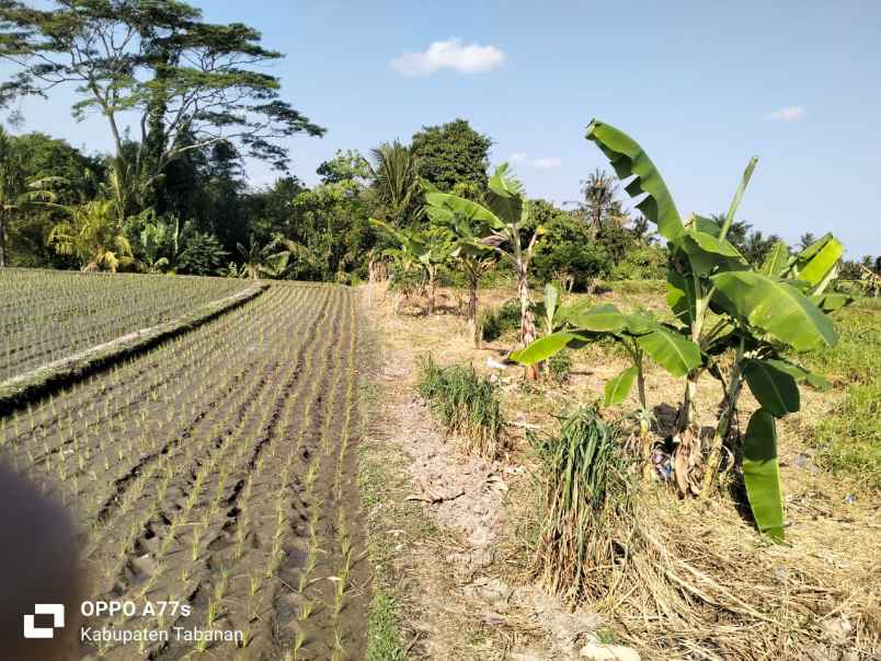 dijual tanah nyambu kaba kaba tabanan bali