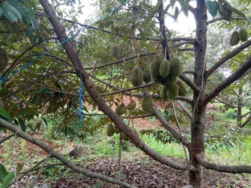 dijual tanah pododadi pekalongan