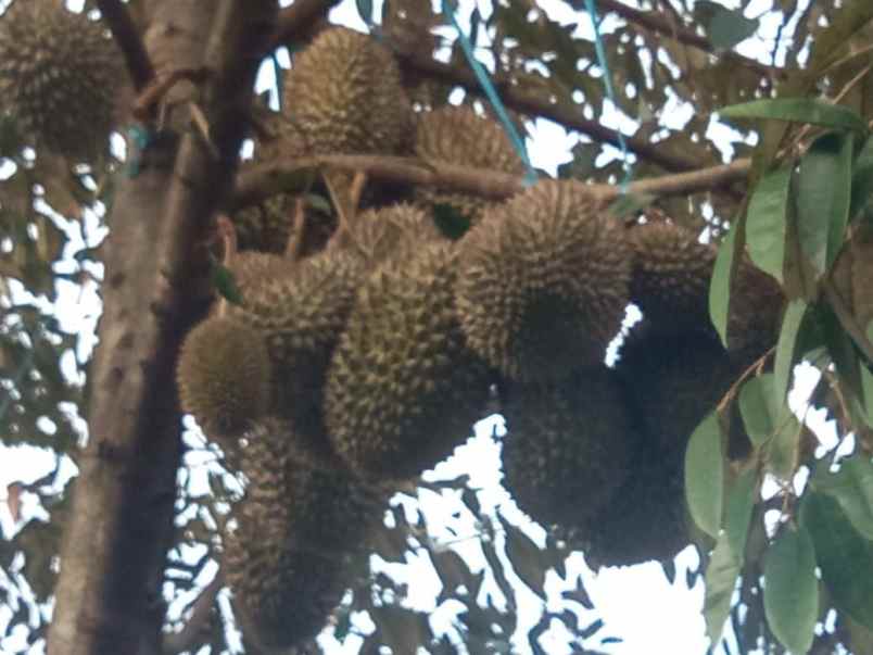 dijual tanah pododadi pekalongan