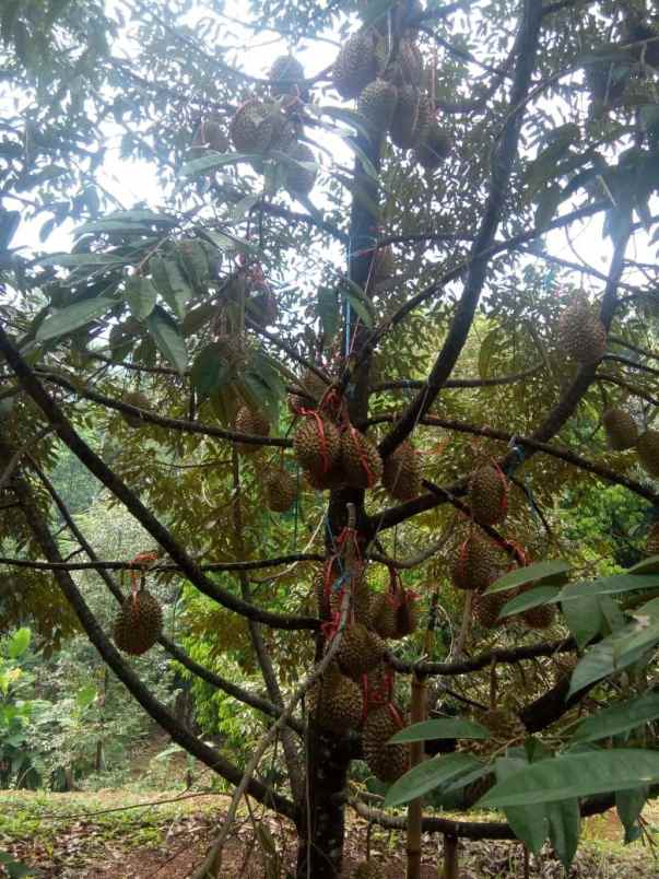 dijual tanah pododadi pekalongan