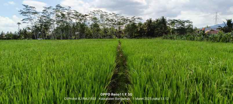 dijual tanah sawah produktif 2 menit ke kampus unwiku