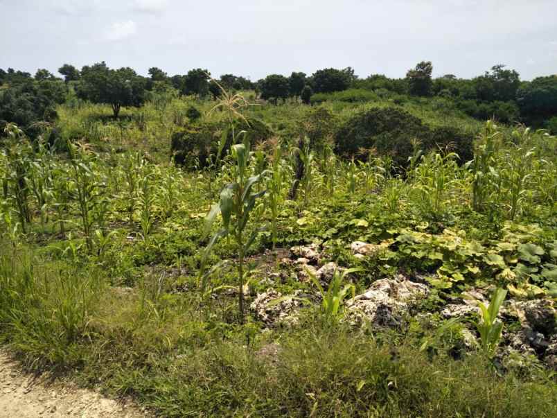 dijual tanah tanah pinggir pantai