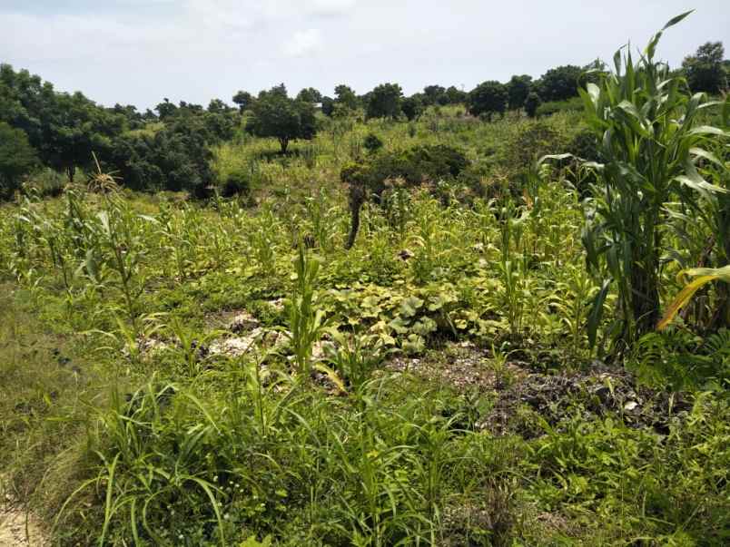 dijual tanah tanah pinggir pantai