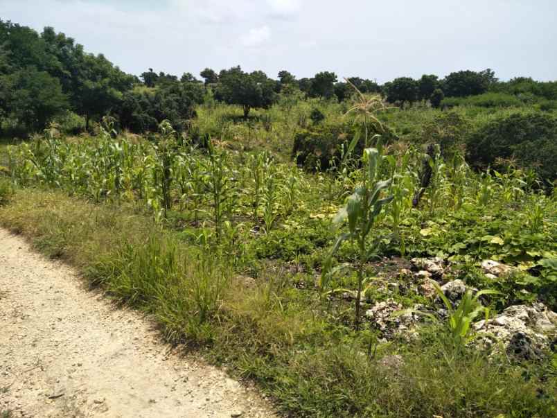 dijual tanah tanah pinggir pantai