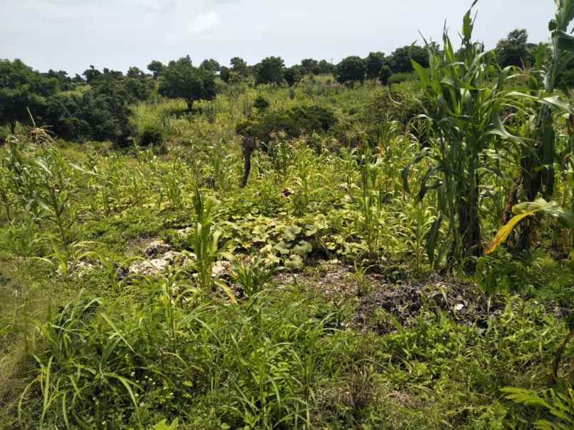 dijual tanah tanah pinggir pantai