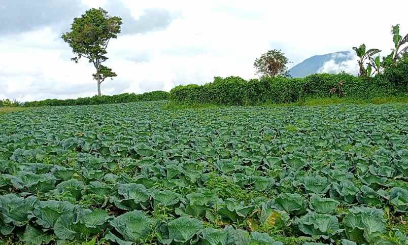 dijual tanah tanjung barus