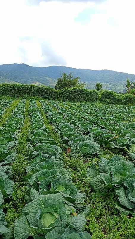 dijual tanah tanjung barus