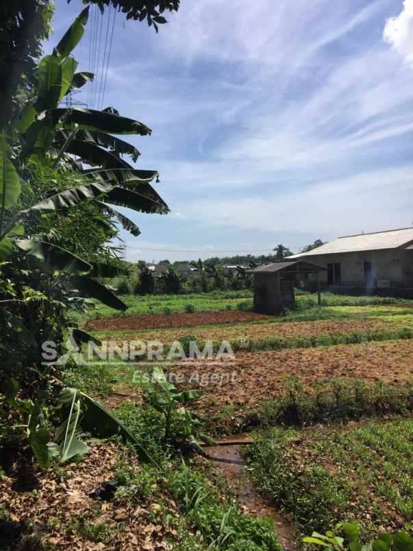 dijual tanah waringin jaya