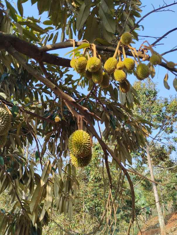 kebun durian 150 pohon premium subang