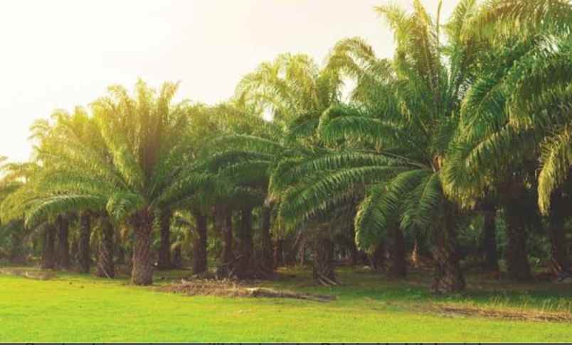 rumah dan villa di agro wisata anyer