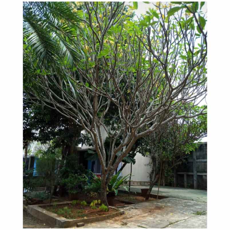 rumah dekat mesjid bani umar