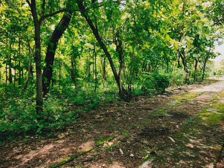 tanah dekat pasar kedawung