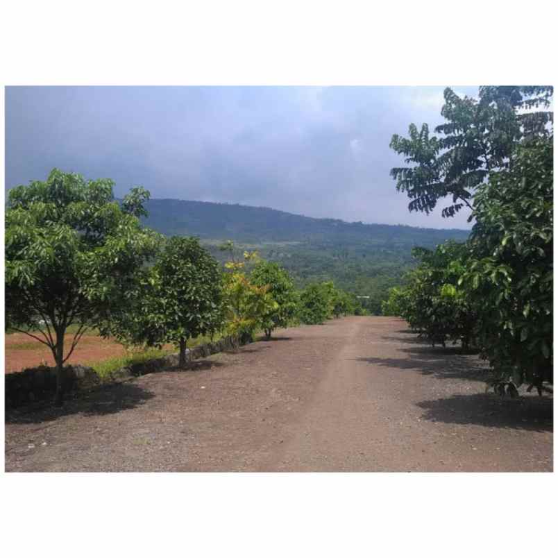 tanah hambalang sentul bogor