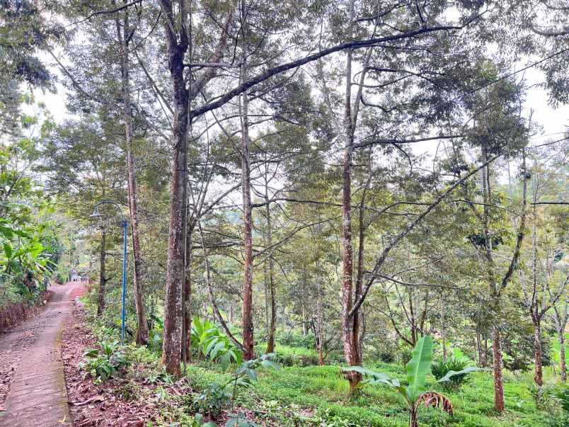 tanah kebun durian 8594m siap panen karanganyar