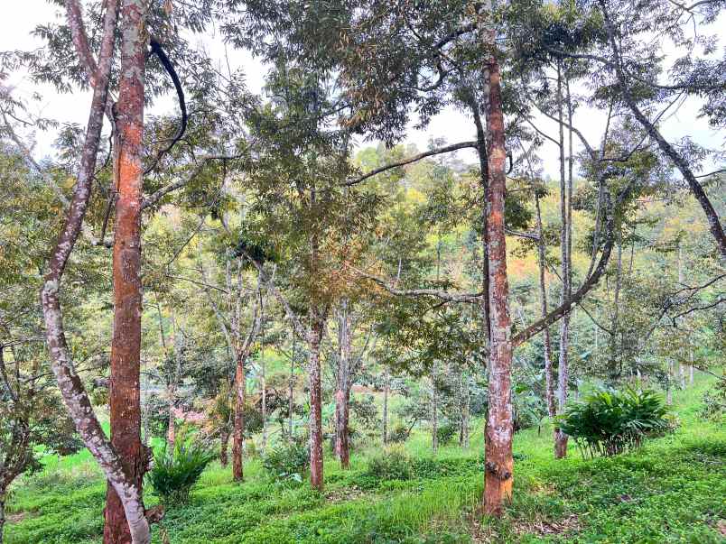 tanah kebun durian 8594m siap panen karanganyar