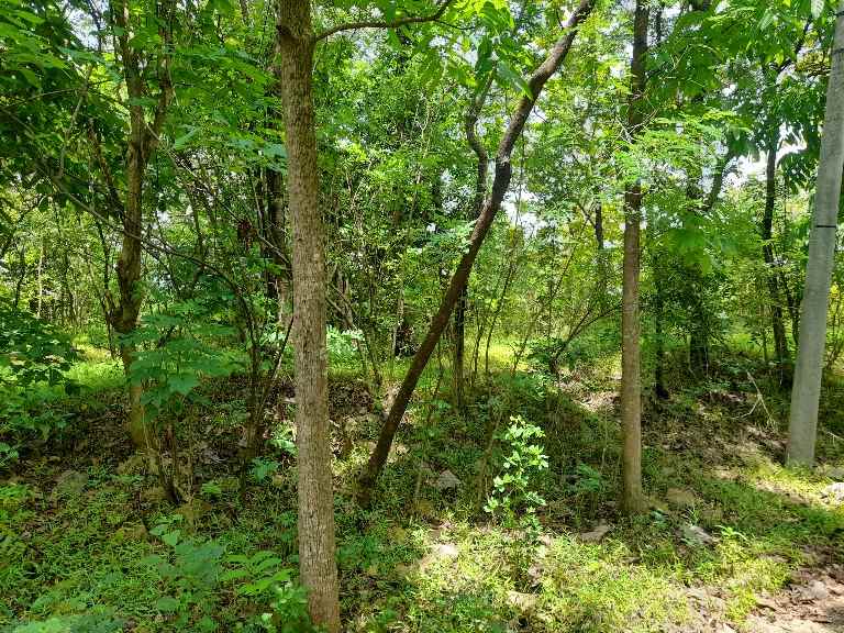 tanah kebun murah strategis