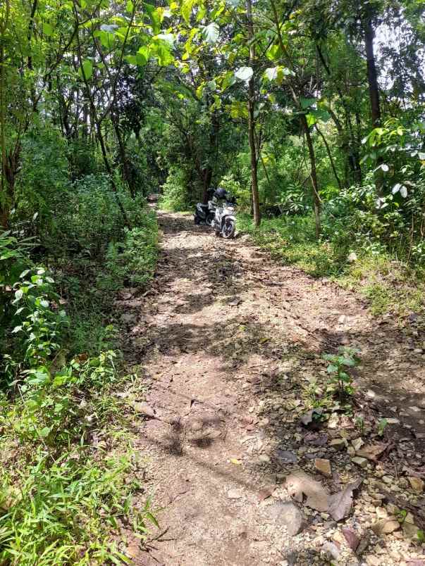 tanah kebun murah strategis