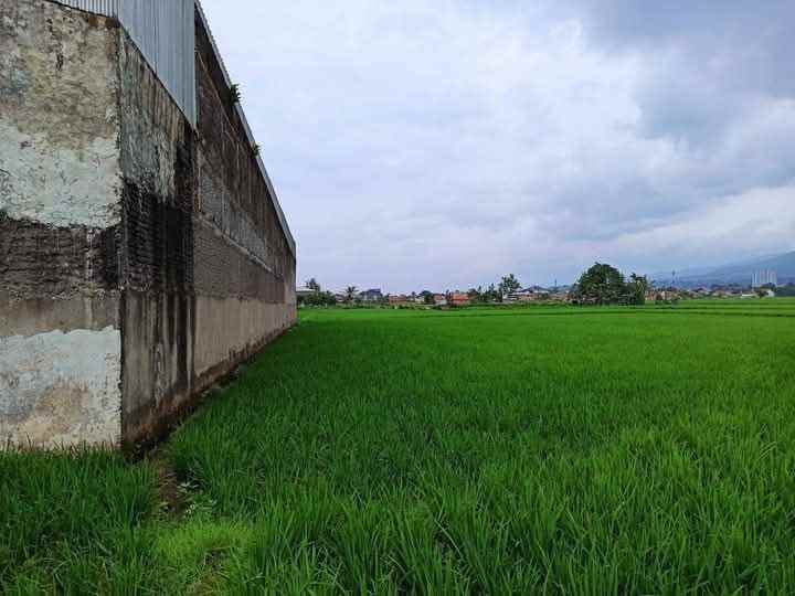 tanah sawah hanya 4 km dari tol cileunyi bandung